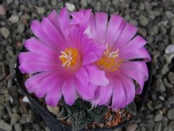 Ariocarpus fissuratus, pot 5,5 cm Cites IA - 12410249