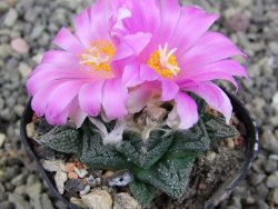 Ariocarpus fissuratus, pot 5,5 cm Cites IA - 12410250