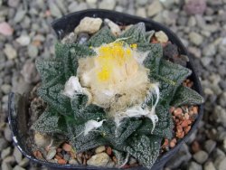 Ariocarpus fissuratus, pot 5,5 cm Cites IA - 12410253