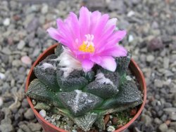Ariocarpus lloydii pot 5,5 cm - 12410258