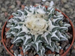 Ariocarpus kotschoubeyanus elephantidens Vista Hermosa pot 6,5 cm