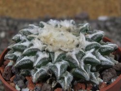 Ariocarpus kotschoubeyanus elephantidens Vista Hermosa pot 6,5 cm - 12410261