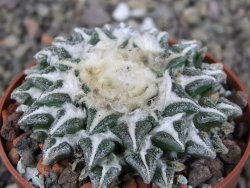 Ariocarpus kotschoubeyanus elephantidens Vista Hermosa pot 6,5 cm - 12410263
