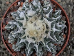 Ariocarpus kotschoubeyanus elephantidens Vista Hermosa pot 6,5 cm - 12410264
