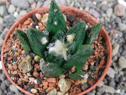 Ariocarpus bravoanus El Ňuňez pot 5,5 cm