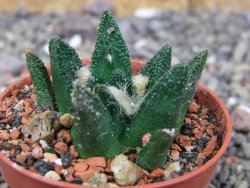 Ariocarpus bravoanus El Ňuňez pot 5,5 cm - 12410270