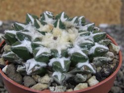 Ariocarpus kotschoubeyanus elephantidens Vista Hermosa pot 6,5 cm - 12410275