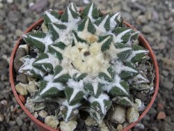 Ariocarpus kotschoubeyanus elephantidens Vista Hermosa pot 6,5 cm - 12410278