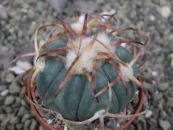 Echinocactus horizonthalonius Jacales, pot 5,5 cm - 12410280