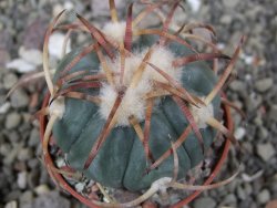 Echinocactus horizonthalonius Jacales, pot 5,5 cm - 12410281