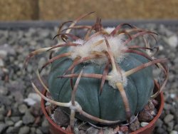 Echinocactus horizonthalonius Jacales, pot 5,5 cm - 12410283