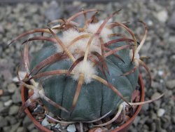 Echinocactus horizonthalonius Jacales, pot 5,5 cm - 12410284