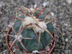 Echinocactus horizonthalonius Jacales, pot 5,5 cm - 12410286