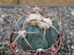 Echinocactus horizonthalonius Jacales, pot 5,5 cm - 12410288