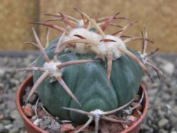 Echinocactus horizonthalonius Jacales, pot 5,5 cm