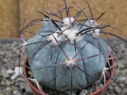 Echinocactus horizonthalonius RS584 km 138 El Hundido, pot 7 cm - 12410291