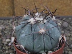 Echinocactus horizonthalonius RS584 km 138 El Hundido, pot 7 cm - 12410292