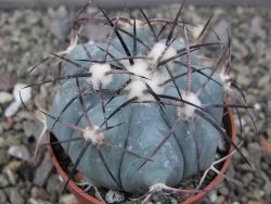 Echinocactus horizonthalonius RS584 km 138 El Hundido, pot 7 cm - 12410293