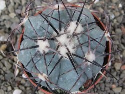 Echinocactus horizonthalonius RS584 km 138 El Hundido, pot 7 cm - 12410294