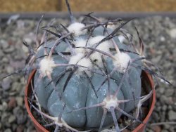 Echinocactus horizonthalonius RS584 km 138 El Hundido, pot 7 cm - 12410296