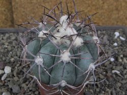 Echinocactus horizonthalonius RS584 km 138 El Hundido, pot 7 cm - 12410299