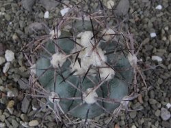 Echinocactus horizonthalonius RS584 km 138 El Hundido, pot 7 cm - 12410302