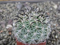 Coryphantha kracikii Diamante, Dur pot 4 cm