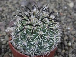 Coryphantha kracikii Diamante, Dur pot 4 cm - 12410308