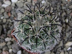Coryphantha kracikii Diamante, Dur pot 4 cm - 12410310