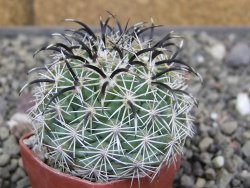 Coryphantha kracikii Diamante, Dur pot 4 cm - 12410311