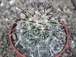 Coryphantha kracikii Diamante, Dur pot 6,5 cm - 12410315