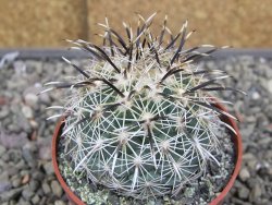 Coryphantha kracikii Diamante, Dur pot 6,5 cm - 12410318