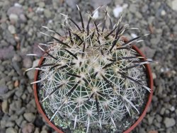 Coryphantha kracikii Diamante, Dur pot 6,5 cm - 12410319