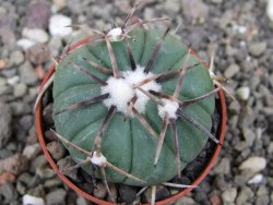 Echinocactus horizonthalonius Tula, Tam. pot 5,5 cm - 12410324