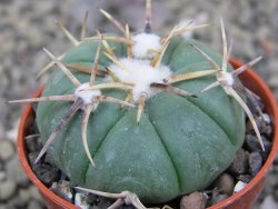 Echinocactus horizonthalonius Tula, Tam. pot 5,5 cm - 12410338
