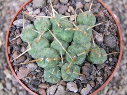 Tephrocactus rossianus, pot 8,5 cm - 12410341