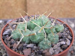 Tephrocactus rossianus, pot 8,5 cm - 12410342
