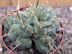 Tephrocactus rossianus, pot 6,5 cm - 12410345