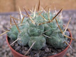 Tephrocactus rossianus, pot 6,5 cm - 12410346