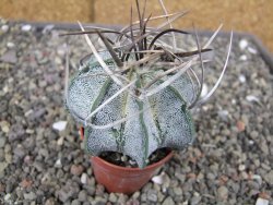Astrophytum niveum pot 5,5 cm - 12410349