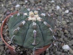 Gymnocalycium vatteri unguispinum, pot 5,5 cm - 12410350