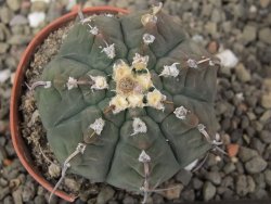 Gymnocalycium vatteri unguispinum, pot 5,5 cm - 12410352