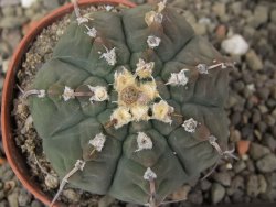 Gymnocalycium vatteri unguispinum, pot 5,5 cm - 12410353