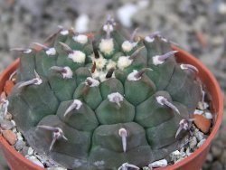 Gymnocalycium vatteri unguispinum, pot 5,5 cm
