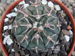 Gymnocalycium vatteri unguispinum, pot 5,5 cm - 12410363