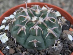 Gymnocalycium vatteri unguispinum, pot 5,5 cm - 12410365