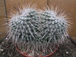 Mammillaria parkinsonii XXL, květináč 10 cm - 12410367