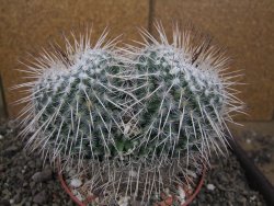Mammillaria parkinsonii XXL, květináč 10 cm - 12410369