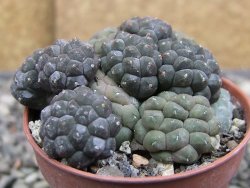 Puna bonniae inermis, pot 5,5 cm - 12410374