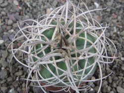 Gymnocalycium cardenasianum JO 604 pot 5,5 cm - 12410382